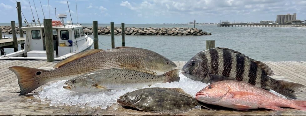 different species of fishes