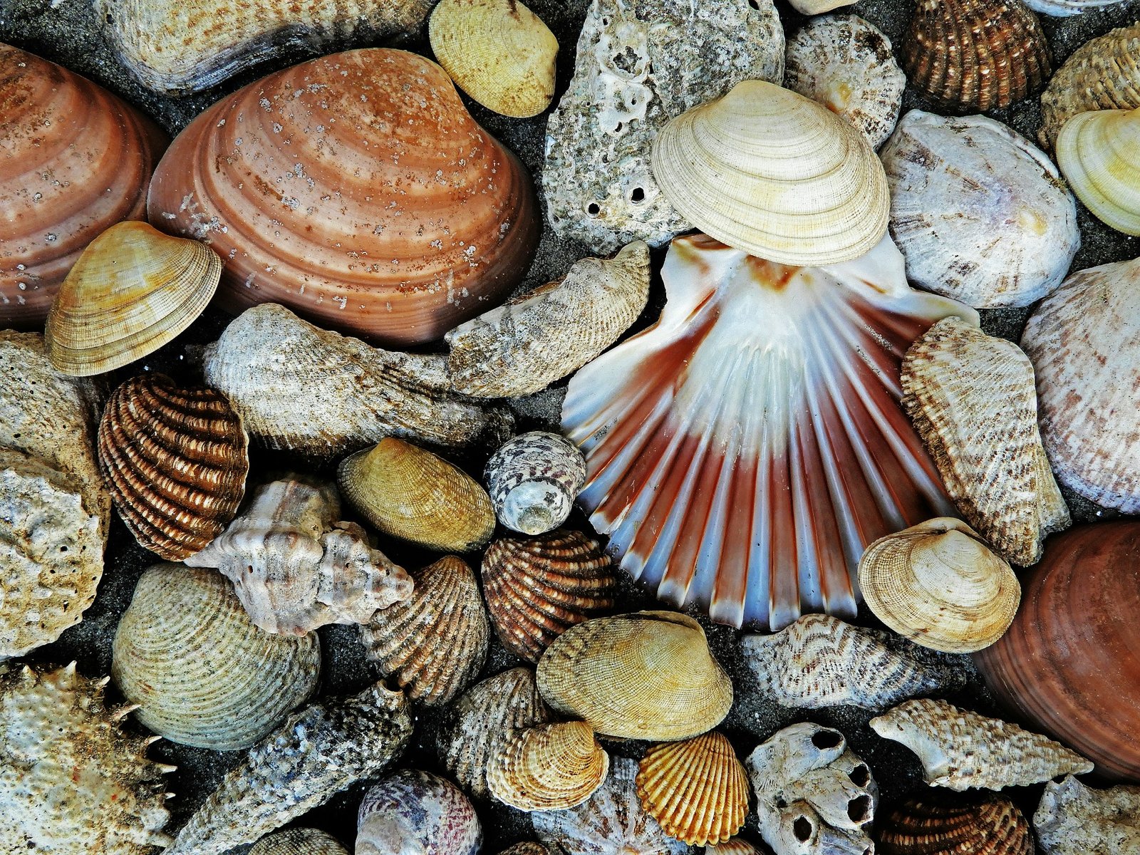Galveston Sea Shells
