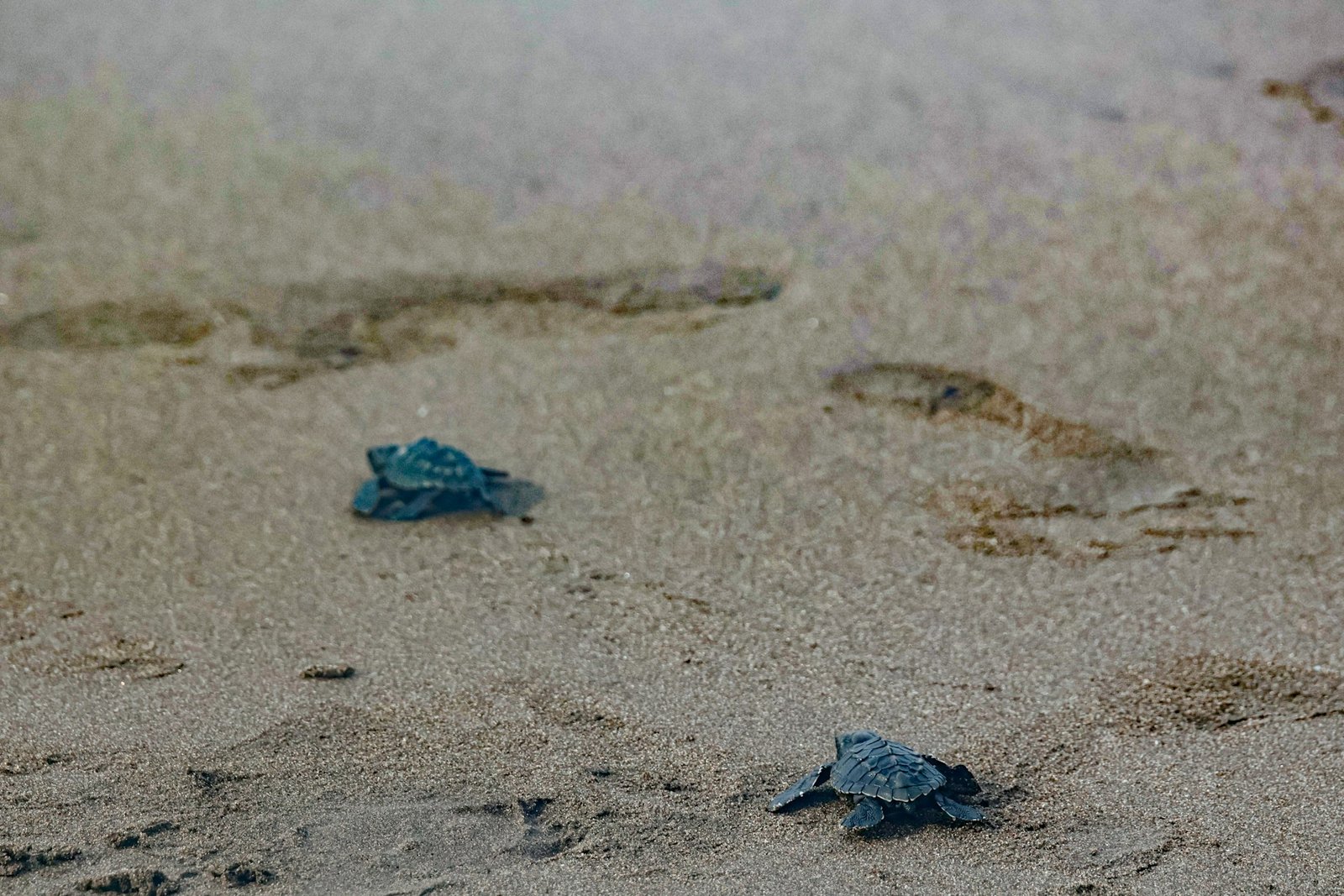 galveston sea turtles