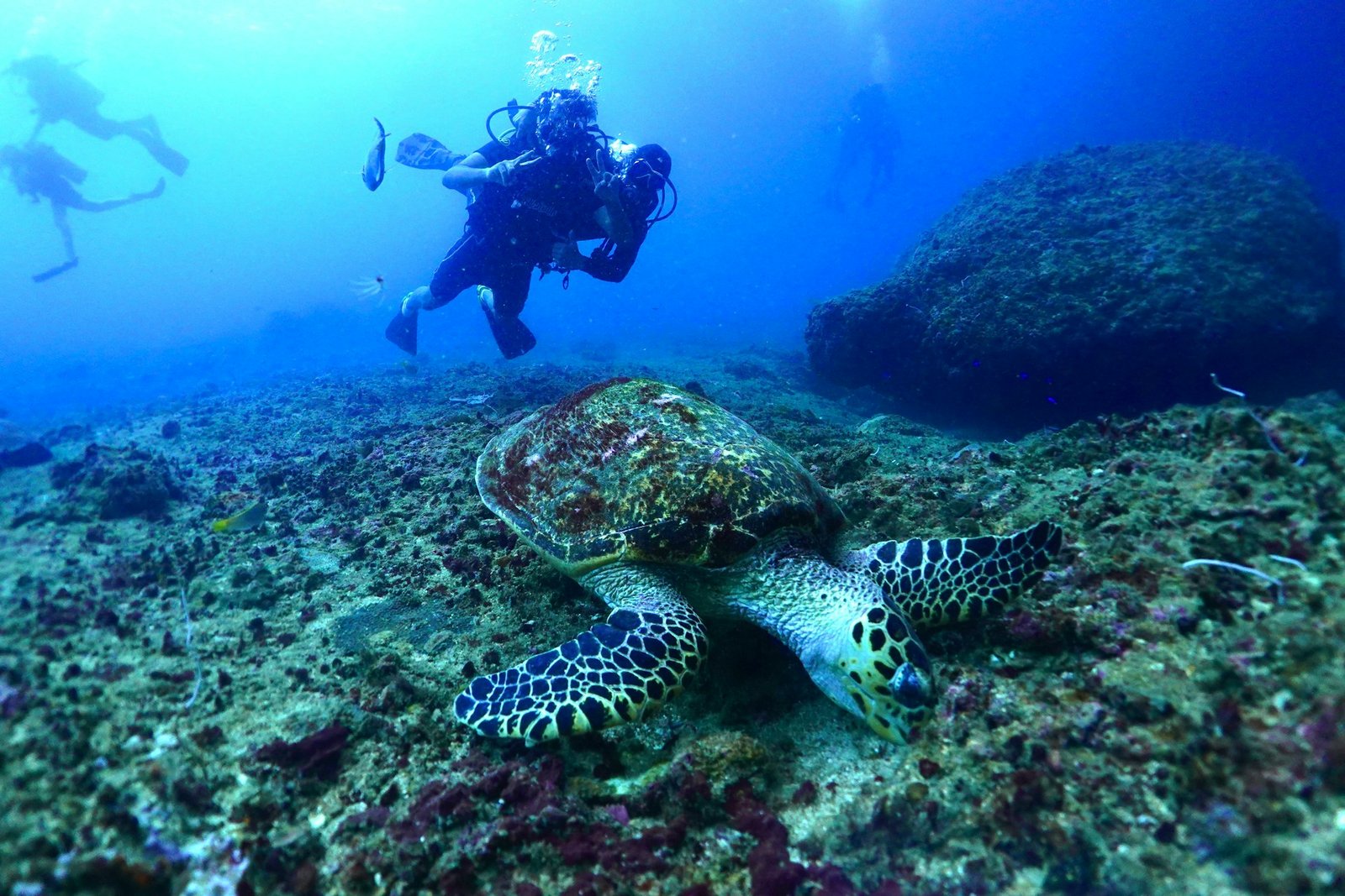 galveston sea turtle tour