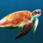 galveston sea turtle