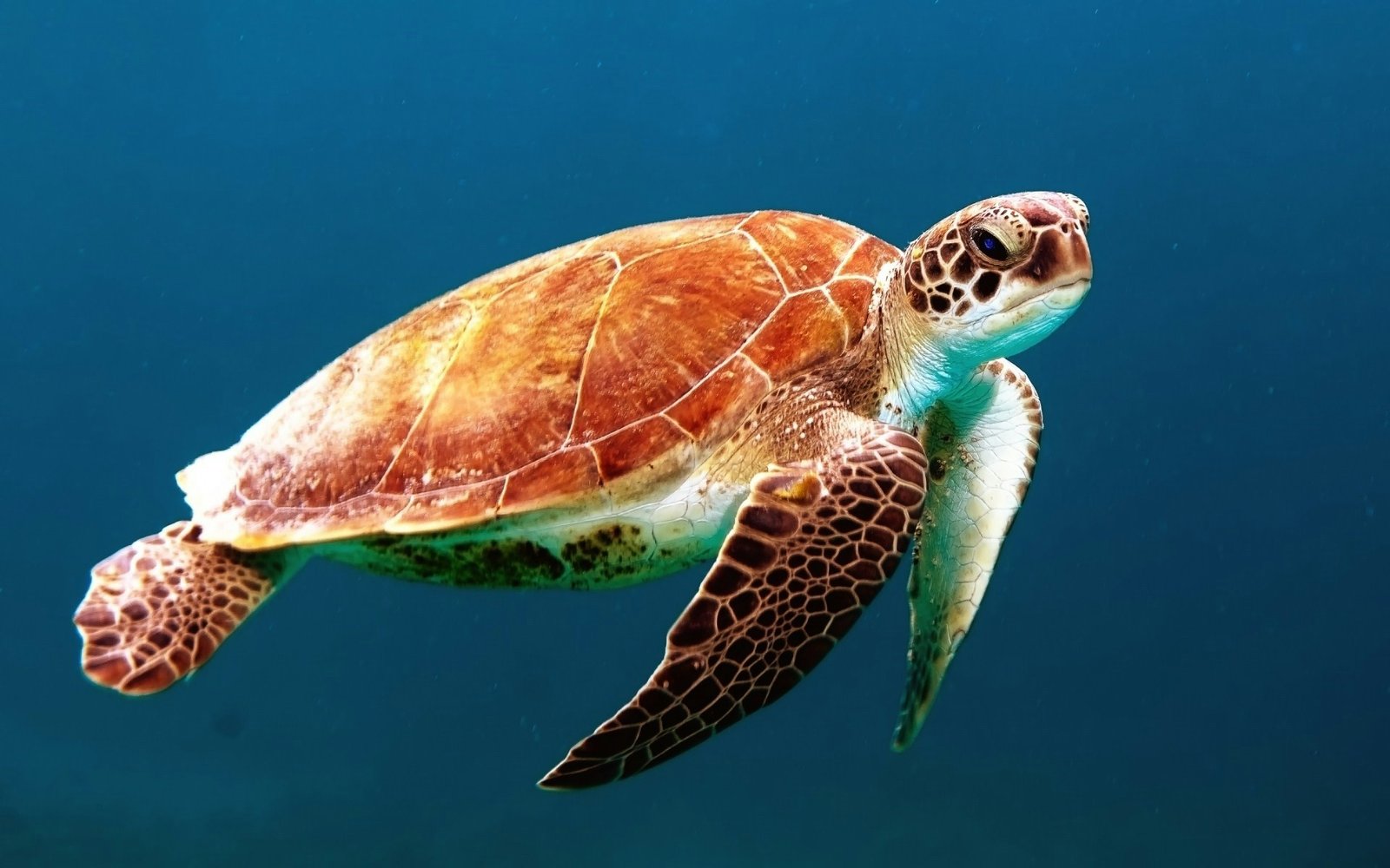 galveston sea turtle